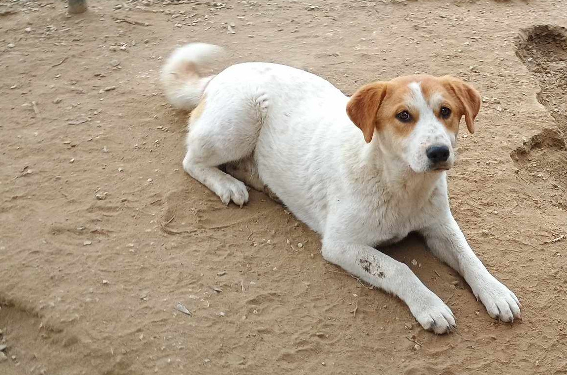 Lorie Zorro Dogsavior Feb25 1