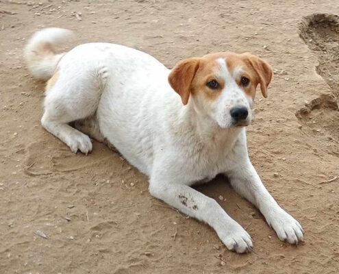 Lorie Zorro Dogsavior Feb25 Beitragsbild