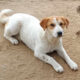 Lorie Zorro Dogsavior Feb25 Beitragsbild