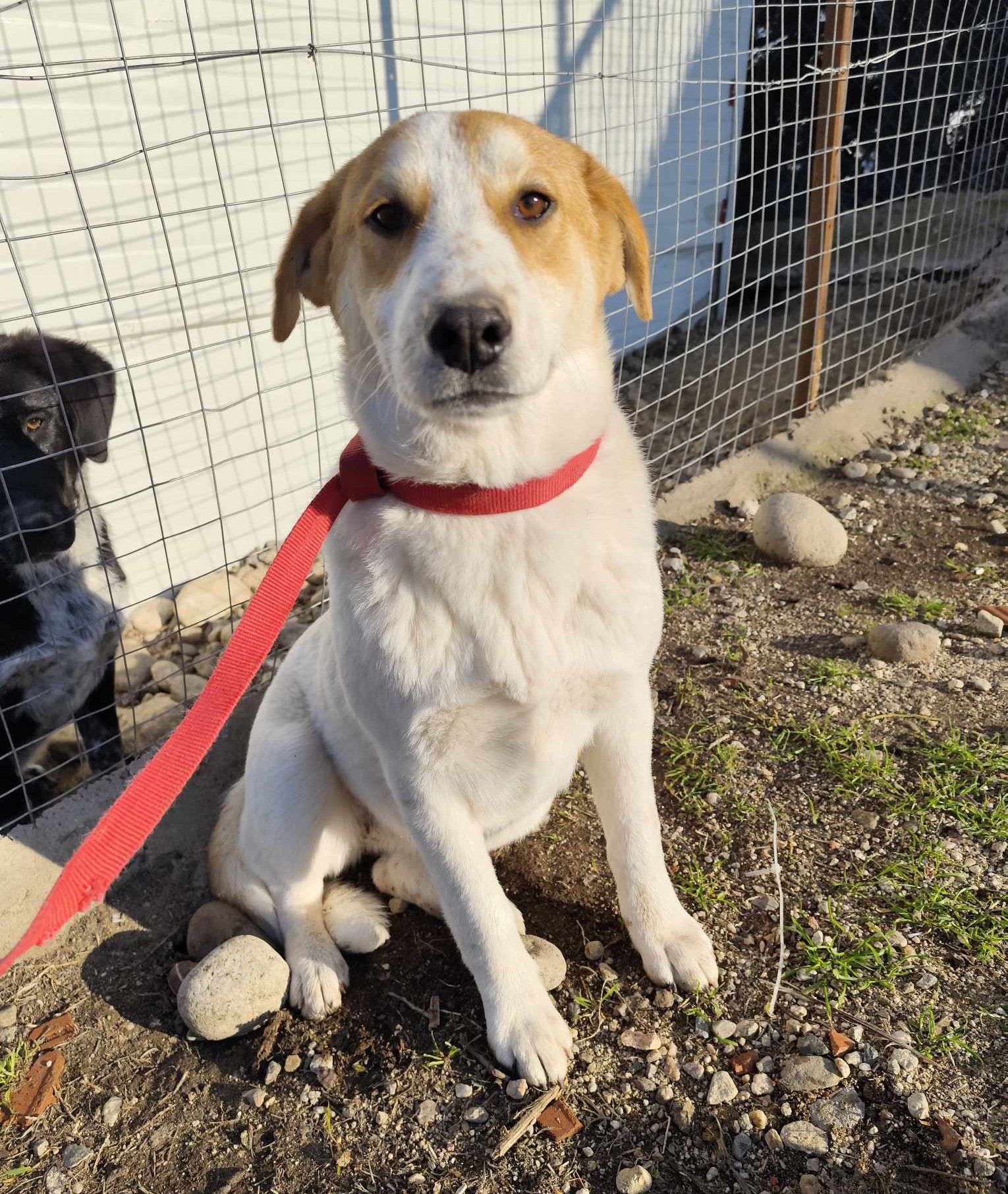 Lorie Zorro Dogsavior Jan25 1