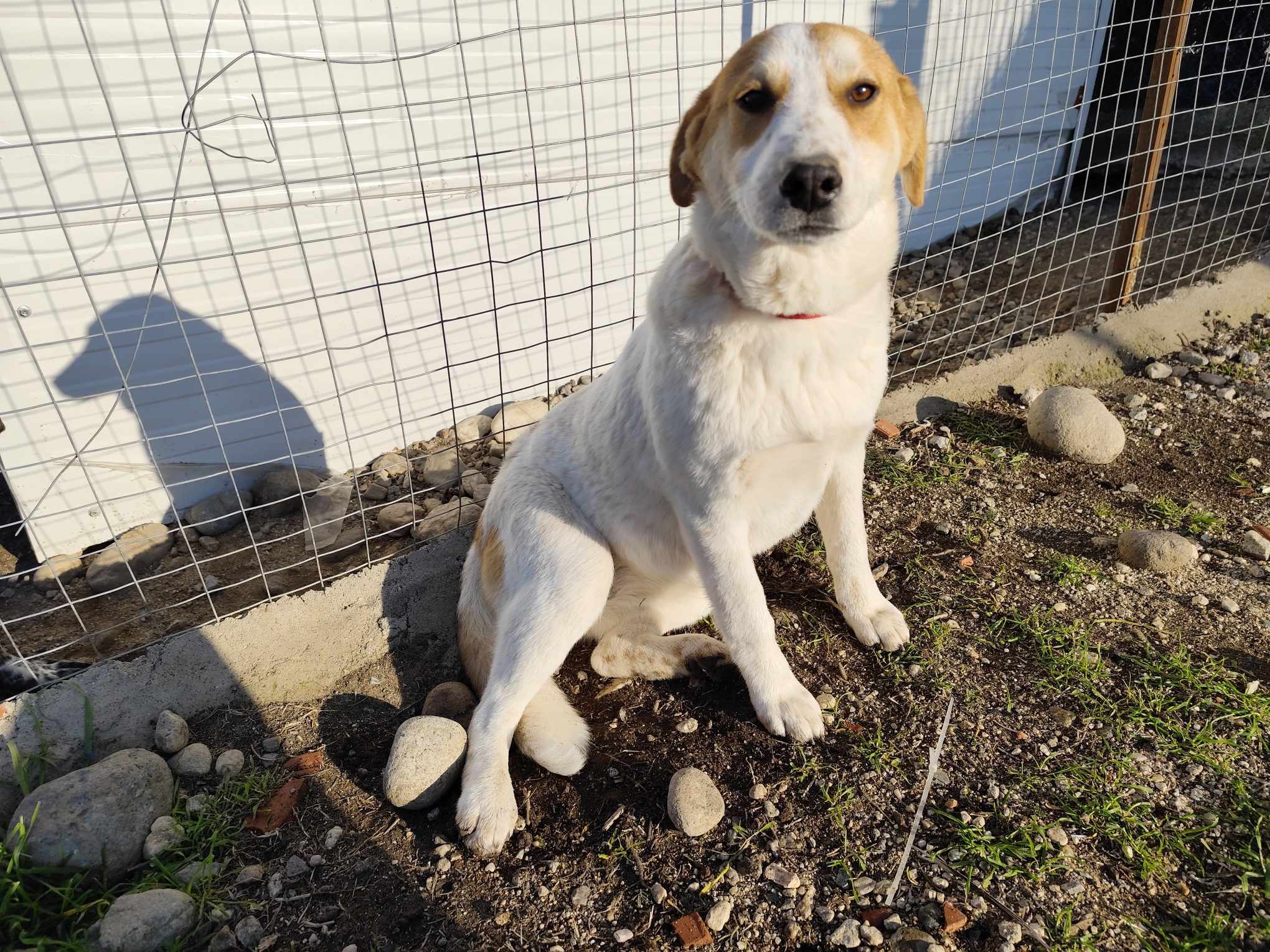 Lorie Zorro Dogsavior Jan25 5