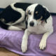 Margot Zorro Dogsavior Jan25 Beitragsbild