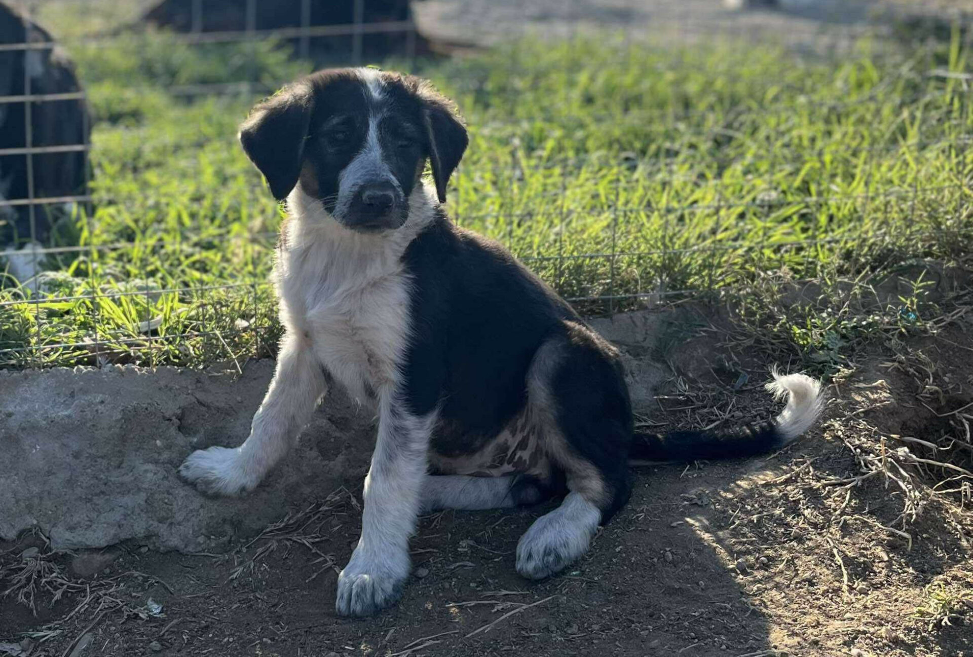 Millie Zorro Dogsavior 2024 1