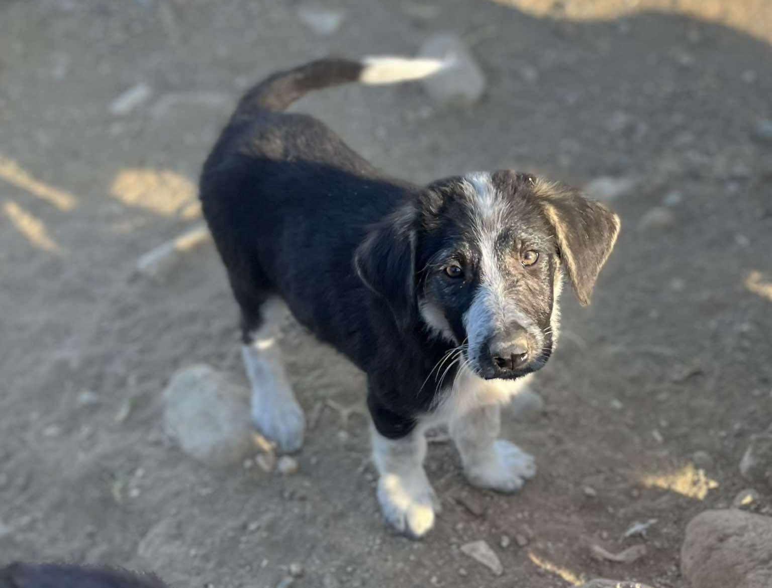 Millie Zorro Dogsavior 2024 2