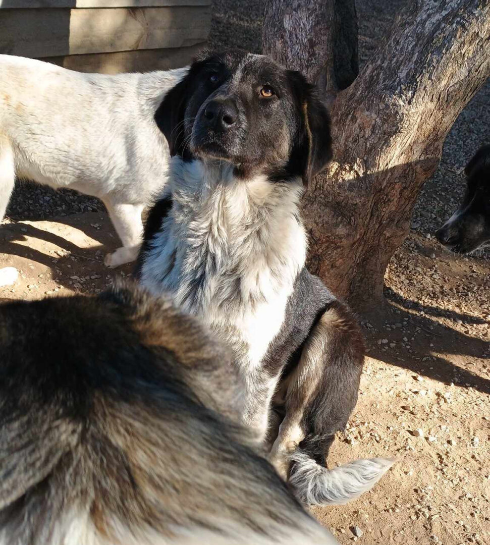 Millie Zorro Dogsavior Feb25 2
