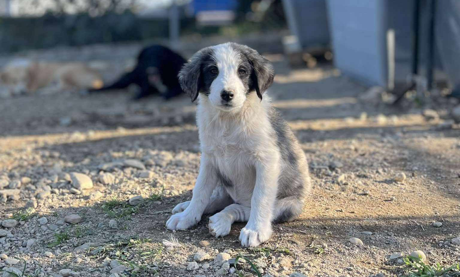 Mollie Zorro Dogsavior 2024 2