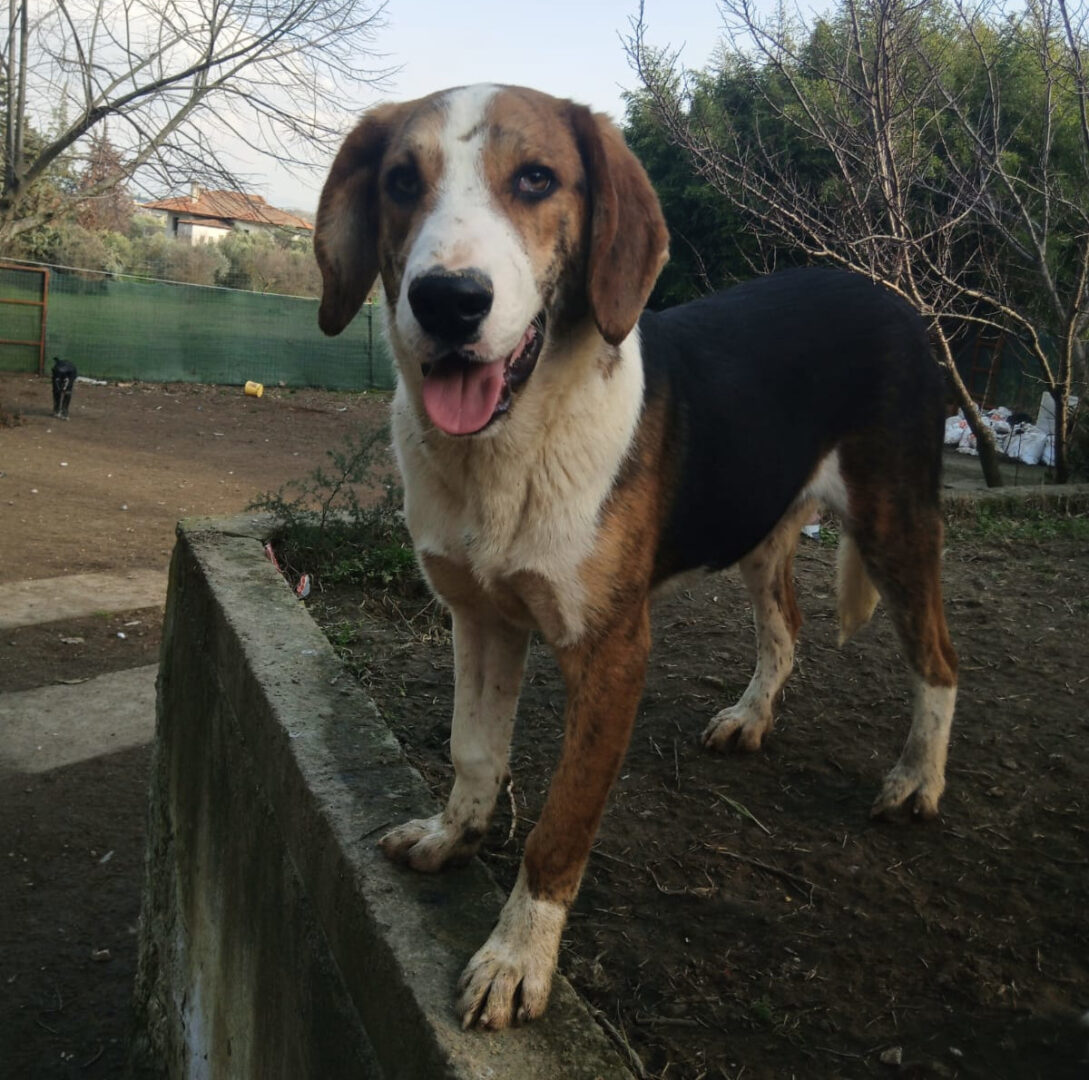 Mr. Bea Zorro Dogsavior Mär25 1