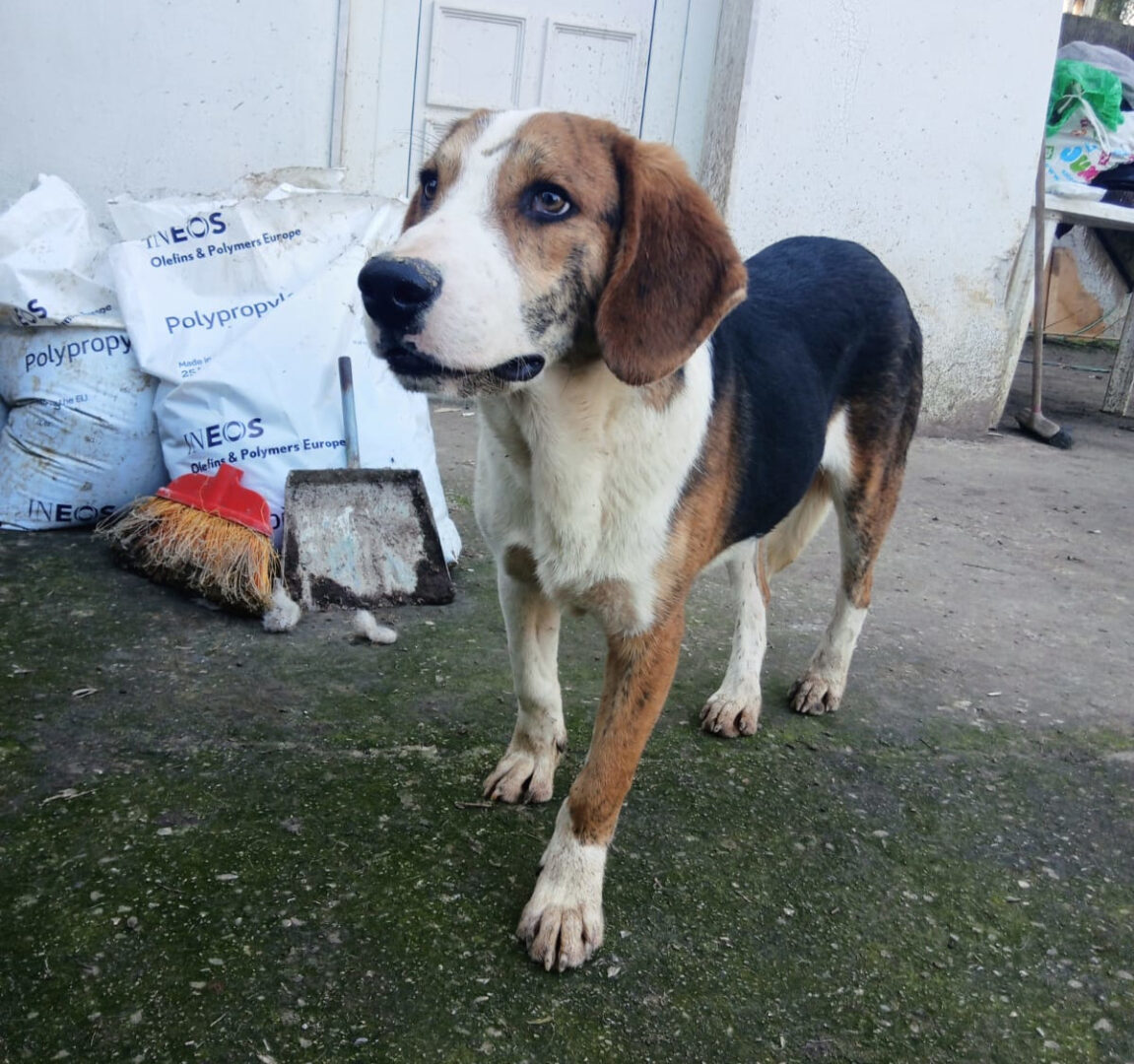 Mr. Bea Zorro Dogsavior Mär25 2