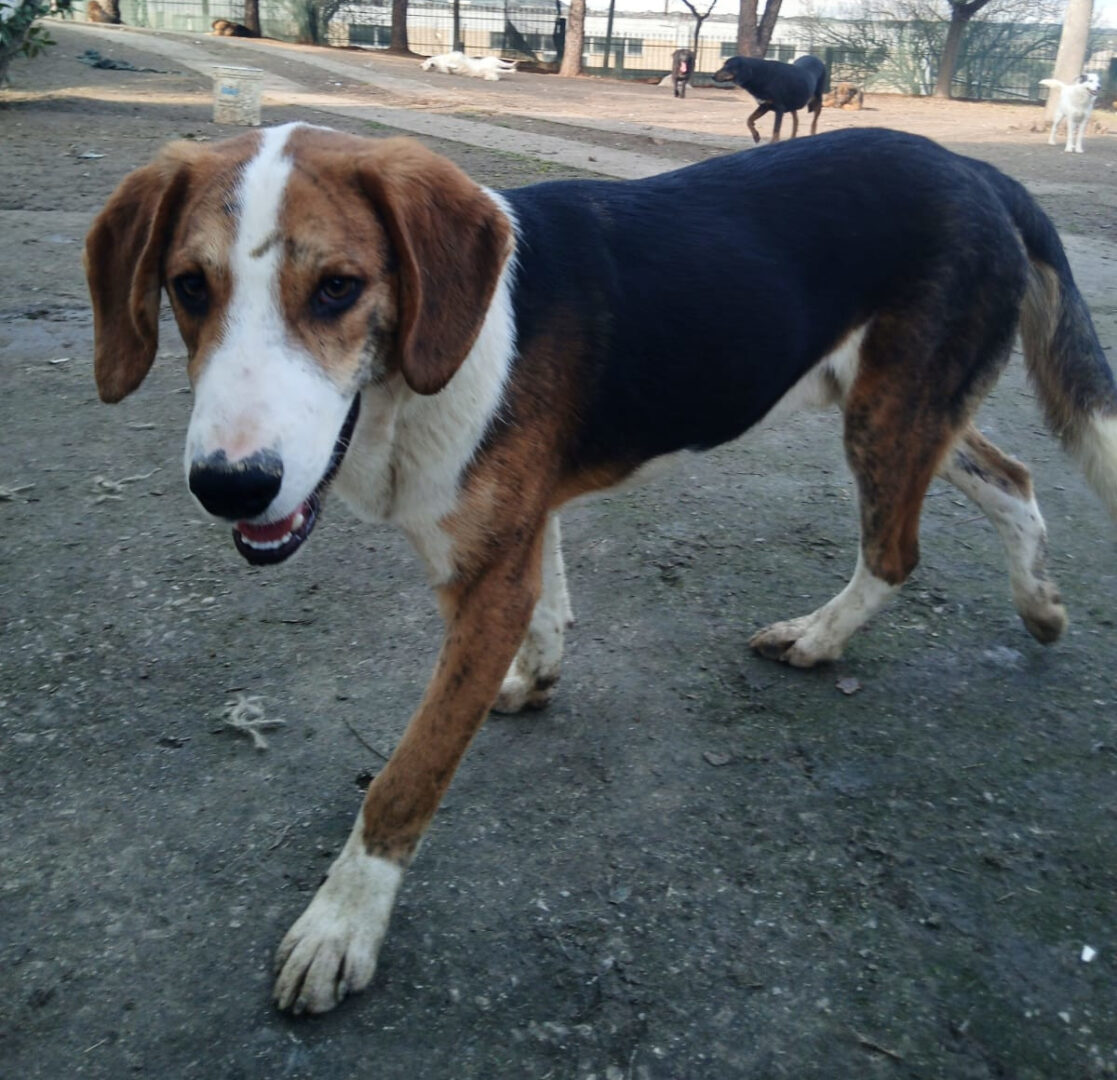 Mr. Bea Zorro Dogsavior Mär25 4
