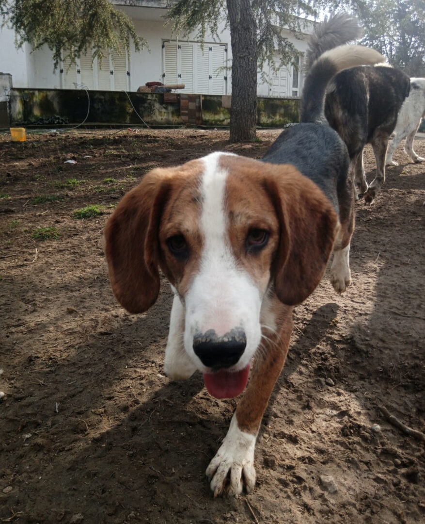 Mr. Bea Zorro Dogsavior Mär25 5