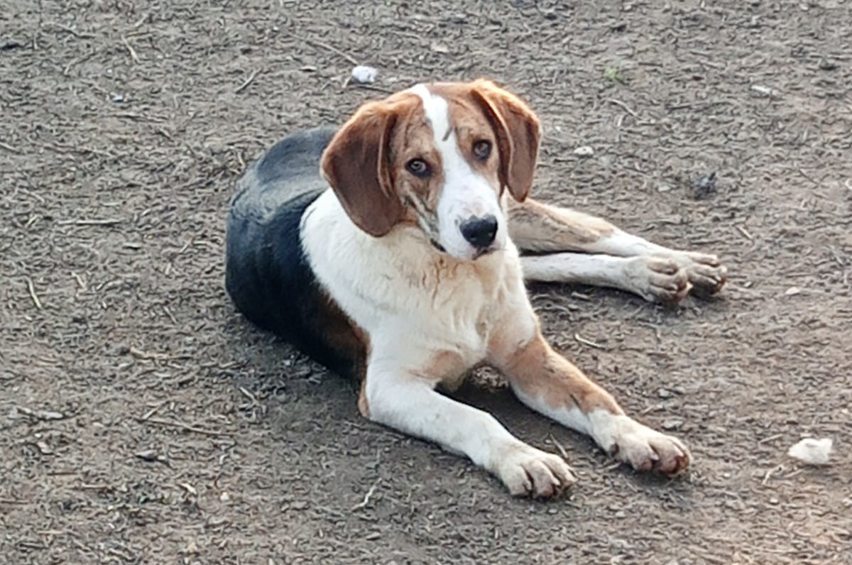 Mr. Bea Zorro Dogsavior Mär25 6