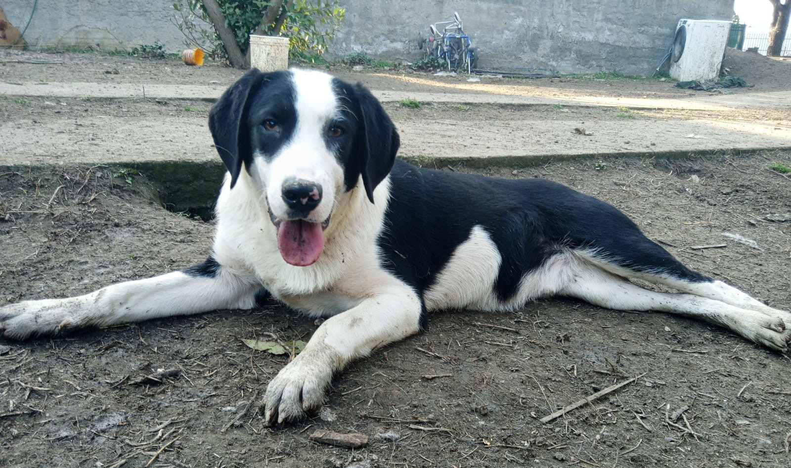 Mr. Panda Zorro Dogsavior Mär25 1