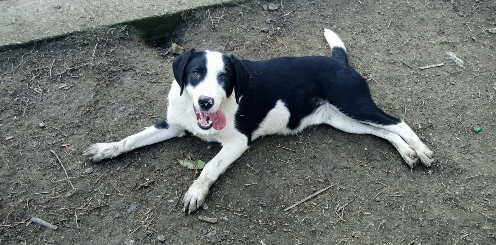 Mr. Panda Zorro Dogsavior Mär25 2