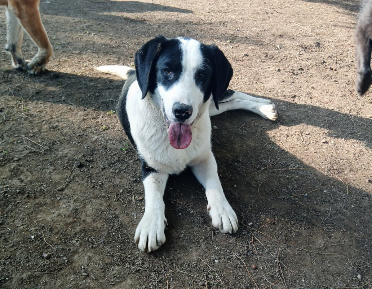 Mr. Panda Zorro Dogsavior Mär25 3