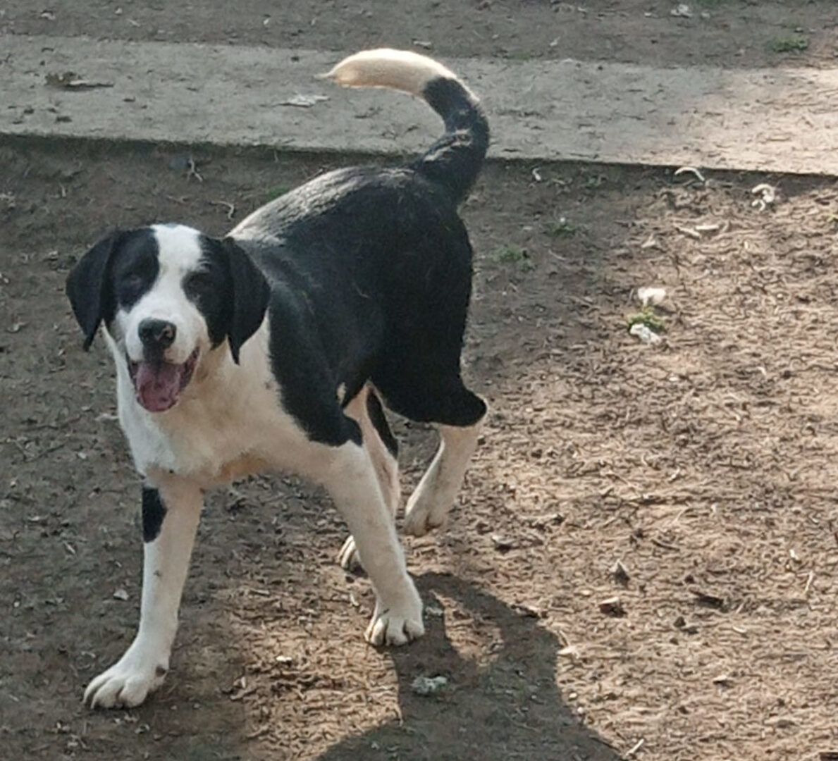 Mr. Panda Zorro Dogsavior Mär25 4
