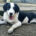 Mr. Panda Zorro Dogsavior Mär25 Beitragsbild
