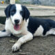 Mr. Panda Zorro Dogsavior Mär25 Beitragsbild