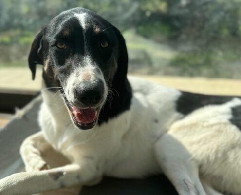 Murr Zorro Dogsavior Jan25 Beitragsbild