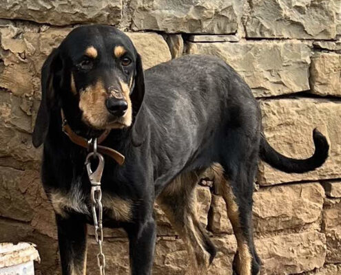 Nelly Zorro Dogsavior Jan25 Beitragsbild