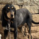 Nelly Zorro Dogsavior Jan25 Beitragsbild