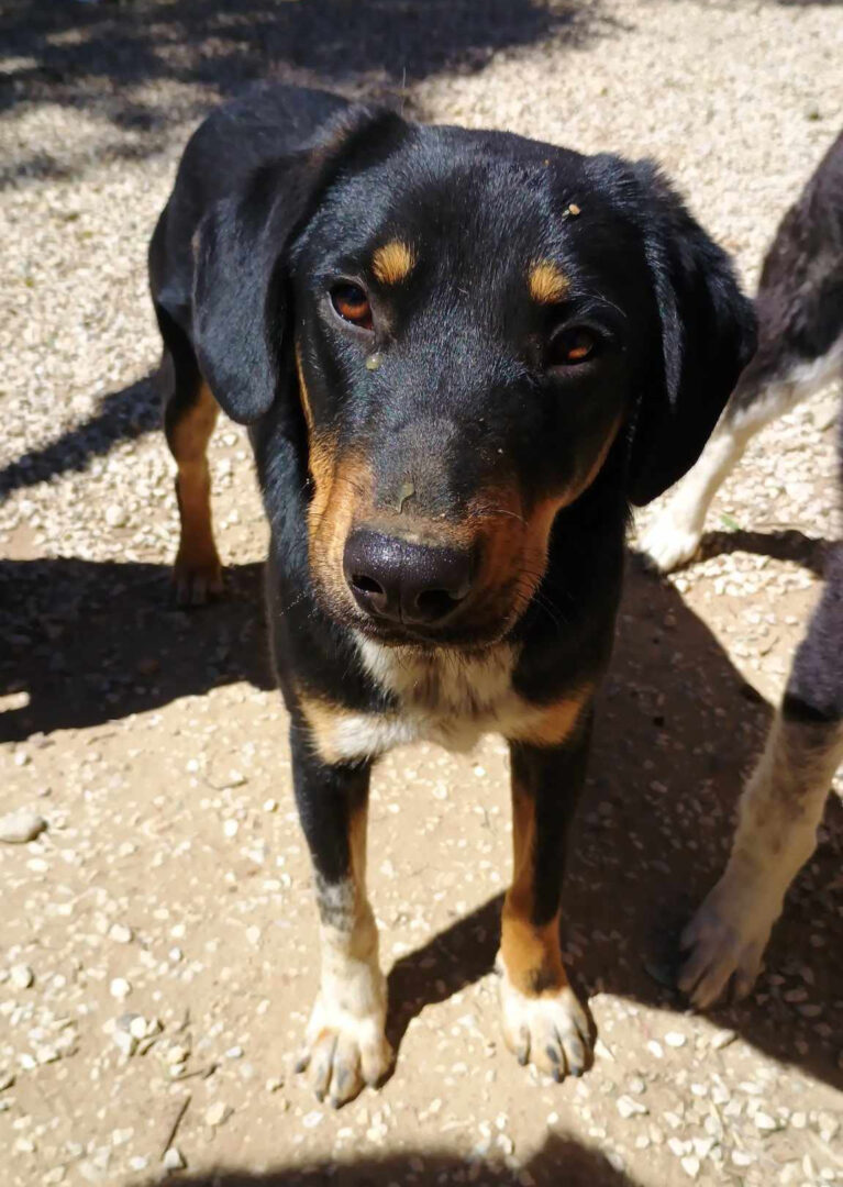 Pepe Zorro Dogsavior Mai25 1