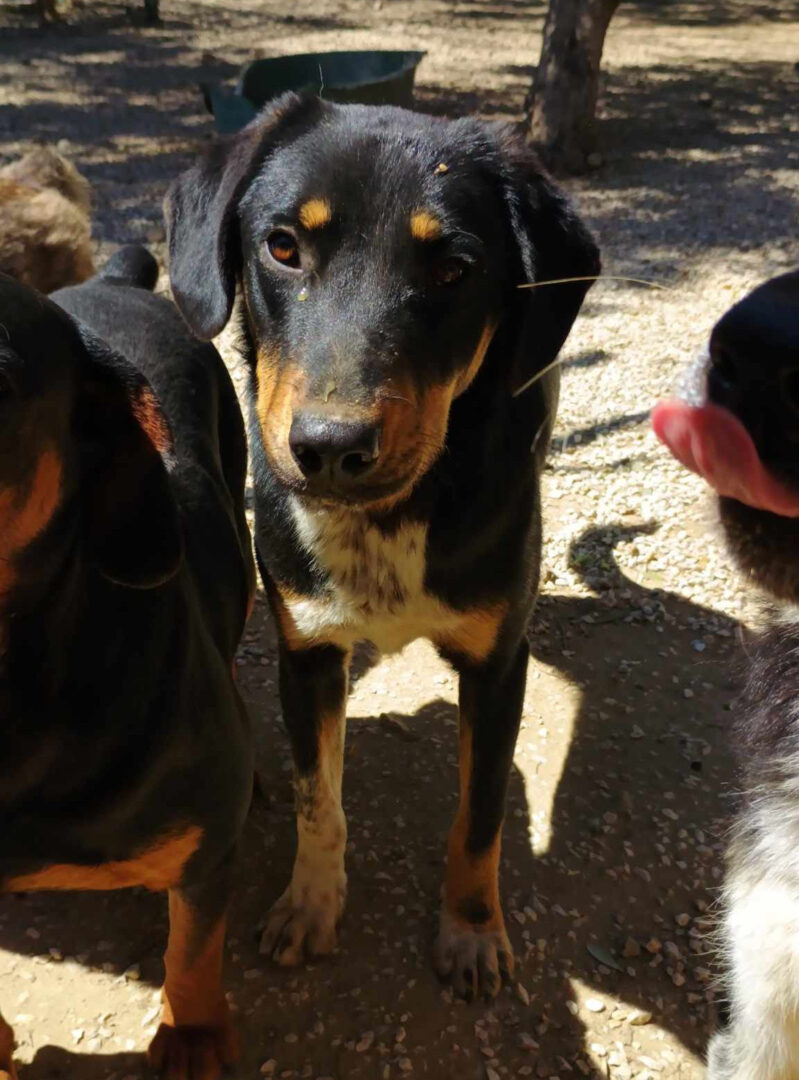 Pepe Zorro Dogsavior Mai25 2
