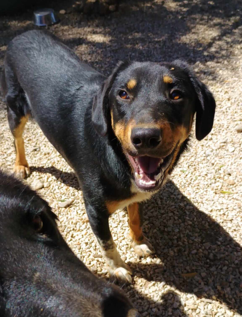 Pepe Zorro Dogsavior Mai25 3