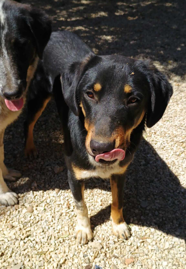 Pepe Zorro Dogsavior Mai25 4
