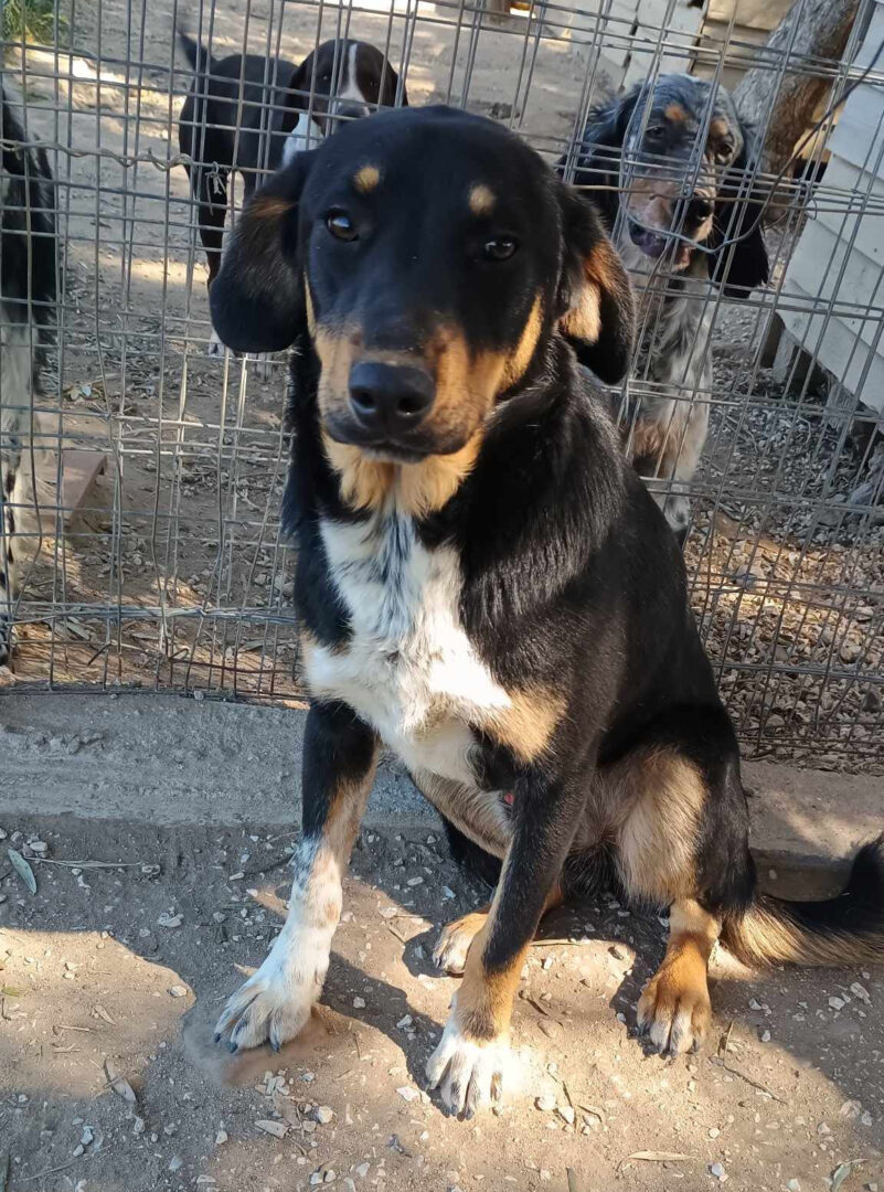 Pepe Zorro Dogsavior Mai25 5