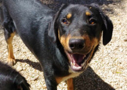Pepe Zorro Dogsavior Mai25 Beitragsbild