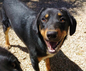 Pepe Zorro Dogsavior Mai25 Beitragsbild