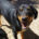 Pepe Zorro Dogsavior Mai25 Beitragsbild
