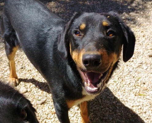 Pepe Zorro Dogsavior Mai25 Beitragsbild