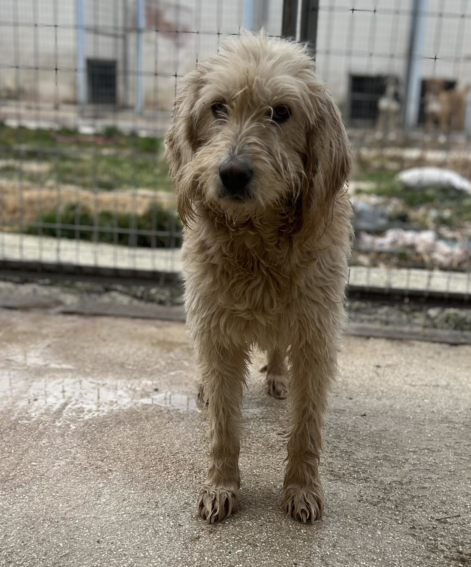Rea Zorro Dogsavior Dez24 1