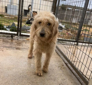 Rea Zorro Dogsavior Dez24 2
