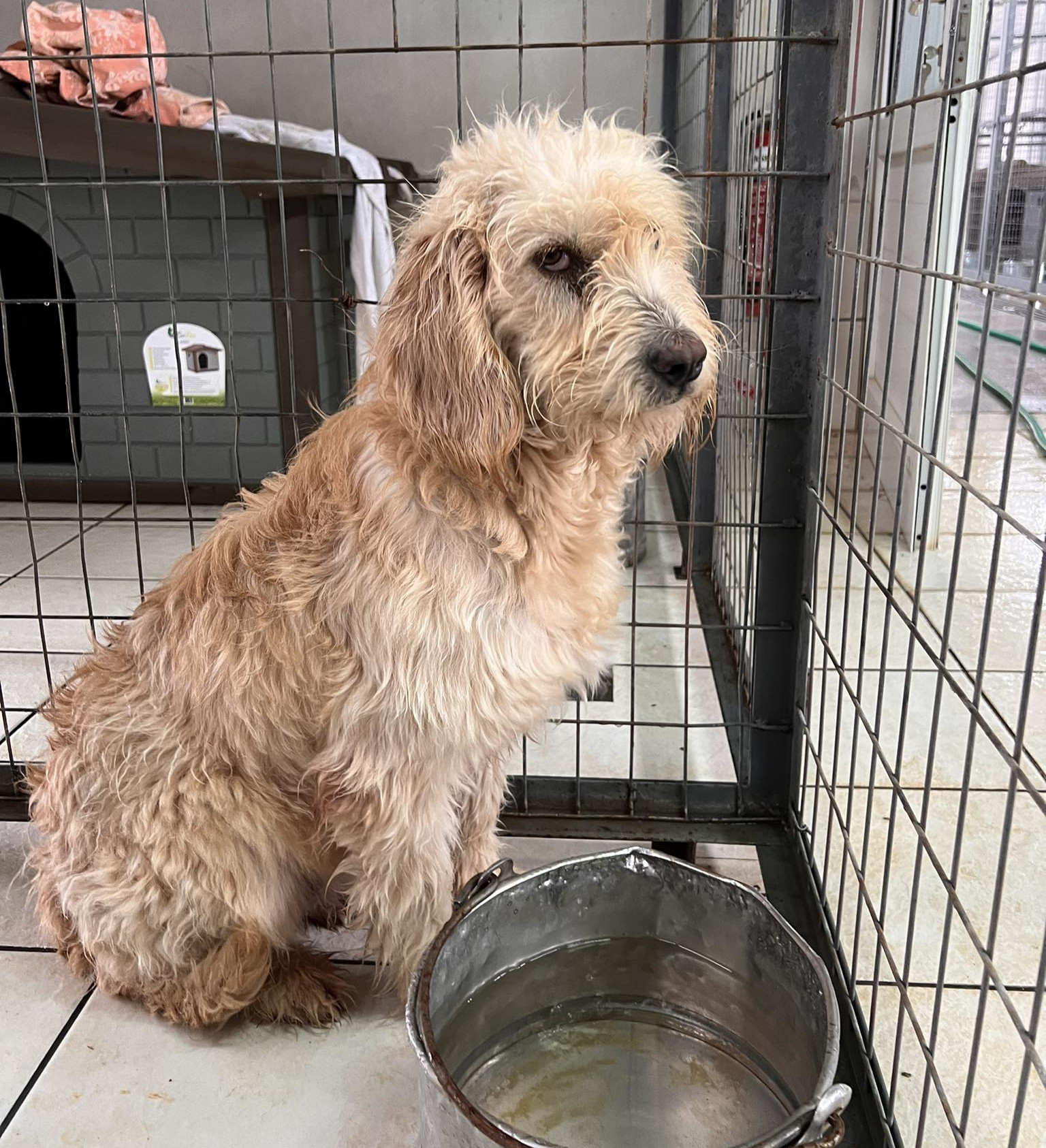Rea Zorro Dogsavior Dez24 3