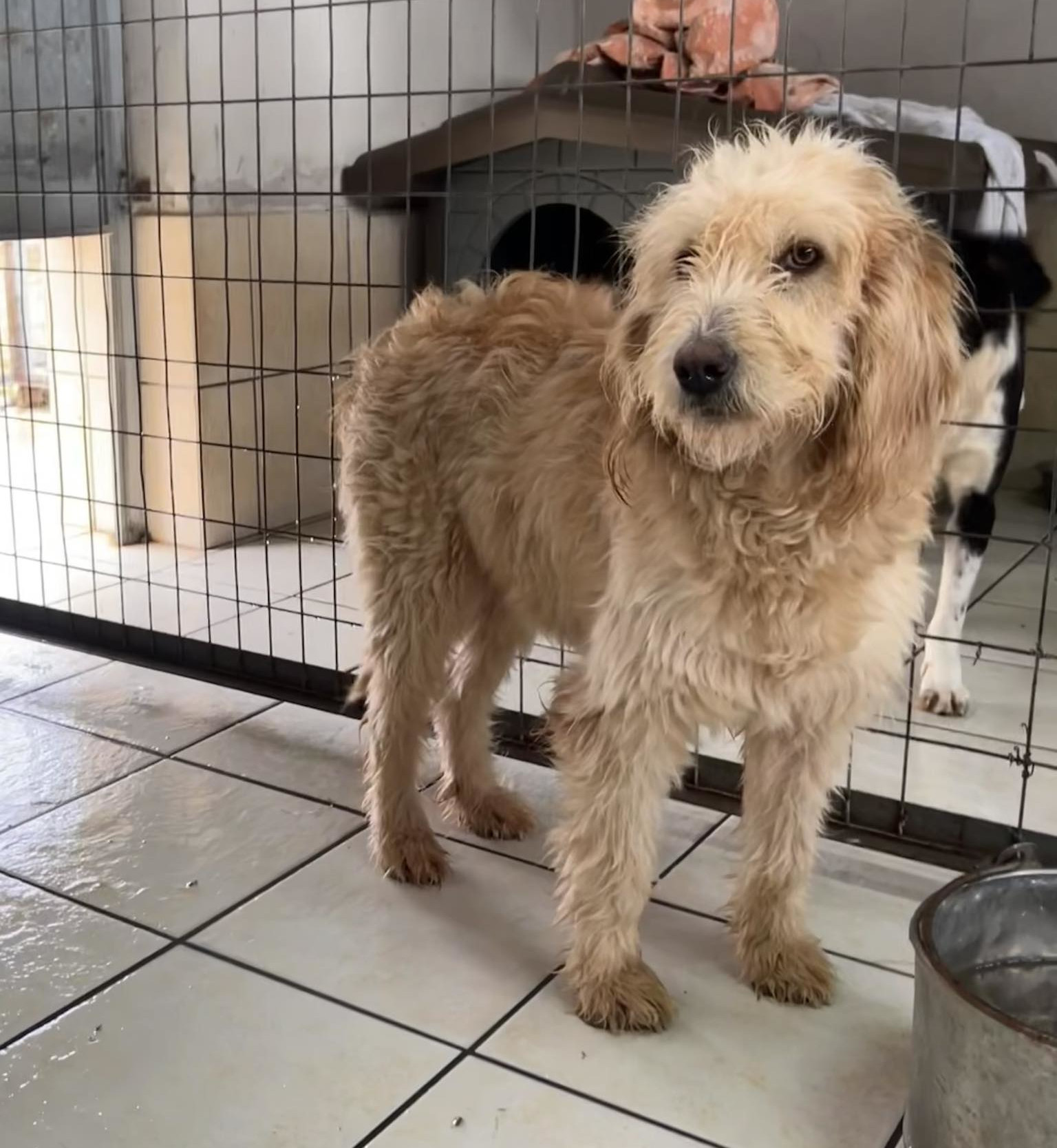 Rea Zorro Dogsavior Dez24 4