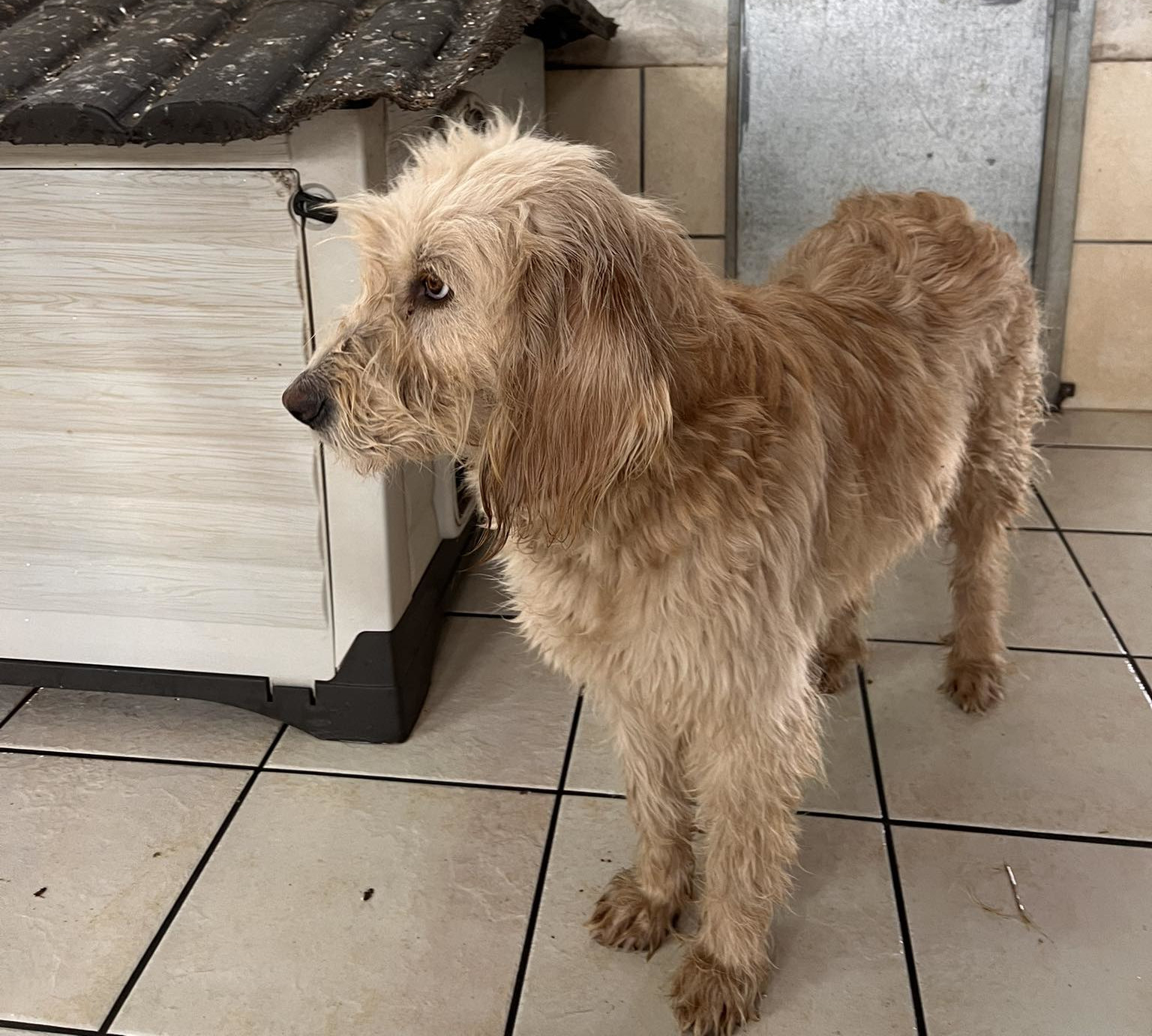 Rea Zorro Dogsavior Dez24 5