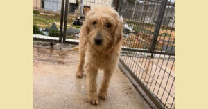 Rea Zorro Dogsavior Dez24 Social Media