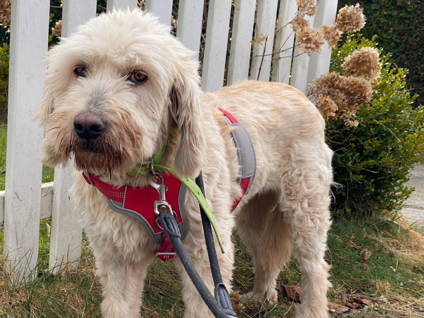 Rea Zorro Dogsavior Mär25 1