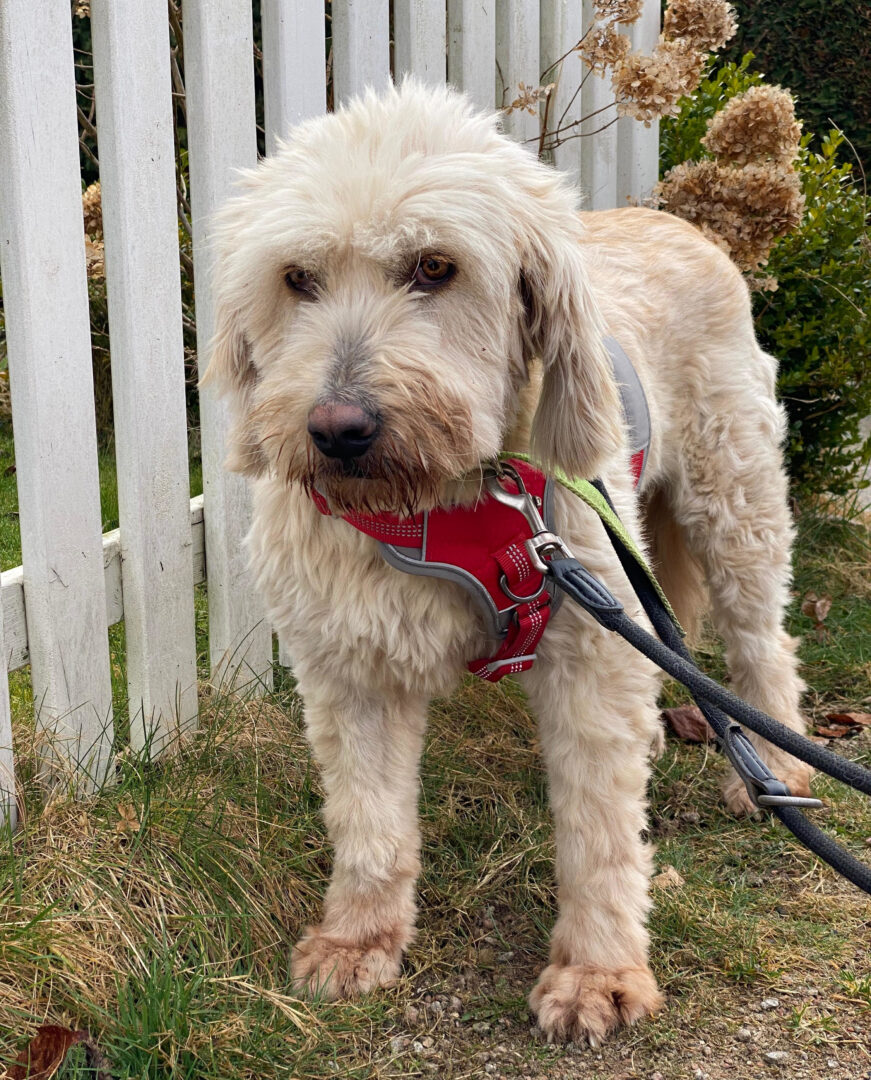 Rea Zorro Dogsavior Mär25 2
