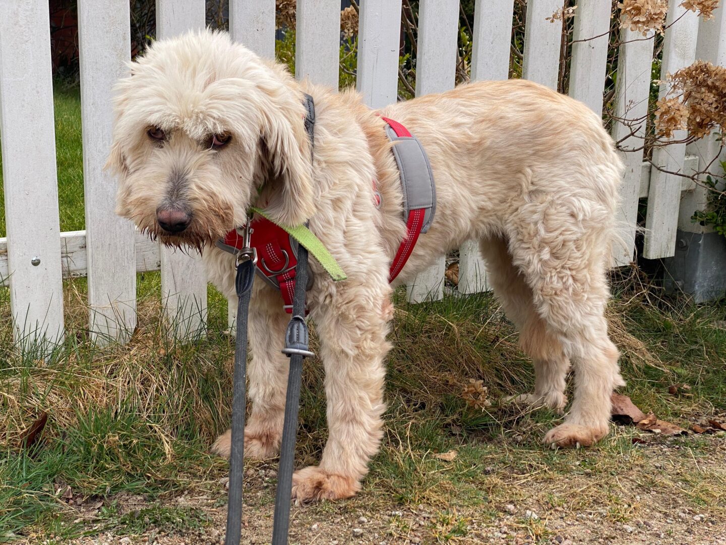 Rea Zorro Dogsavior Mär25 3
