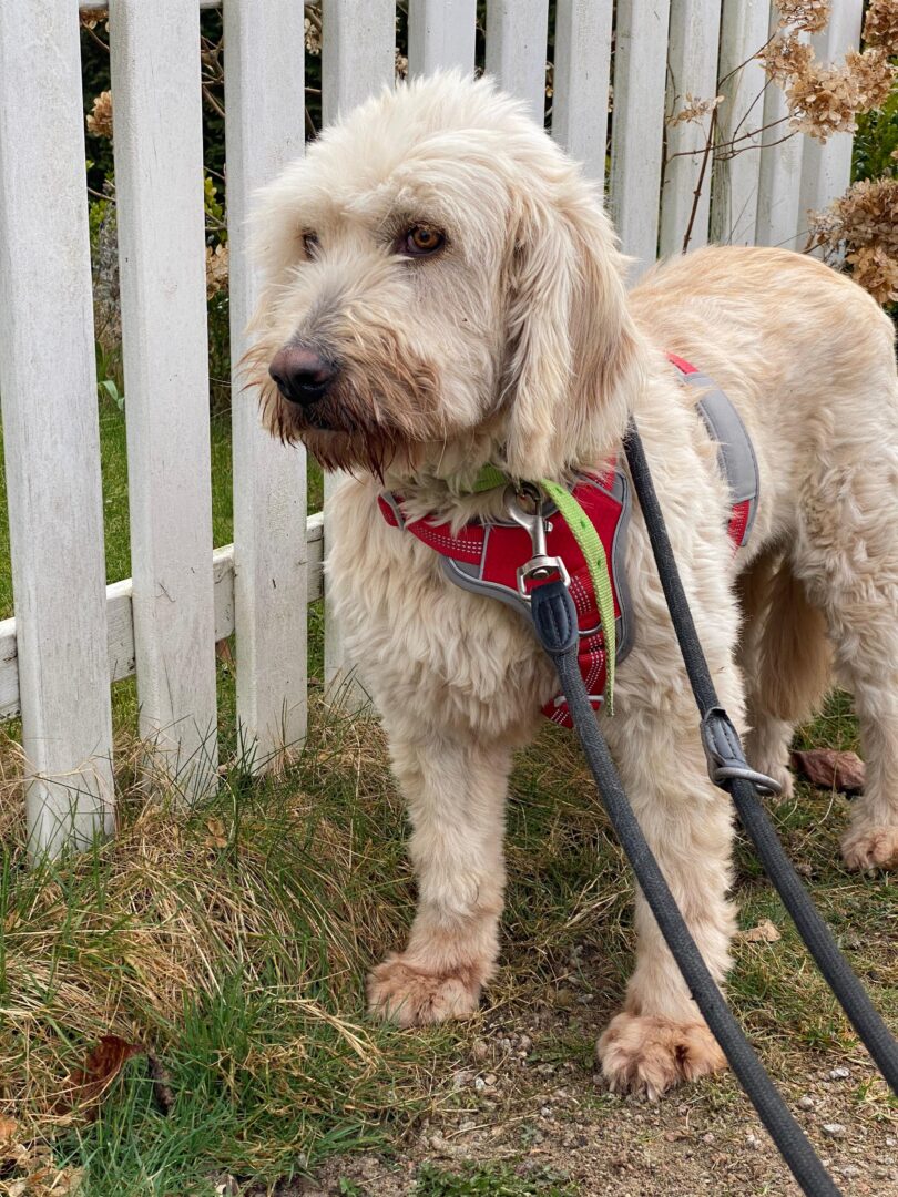 Rea Zorro Dogsavior Mär25 4