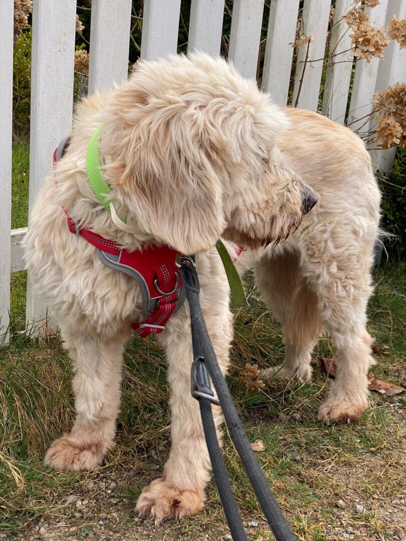 Rea Zorro Dogsavior Mär25 5