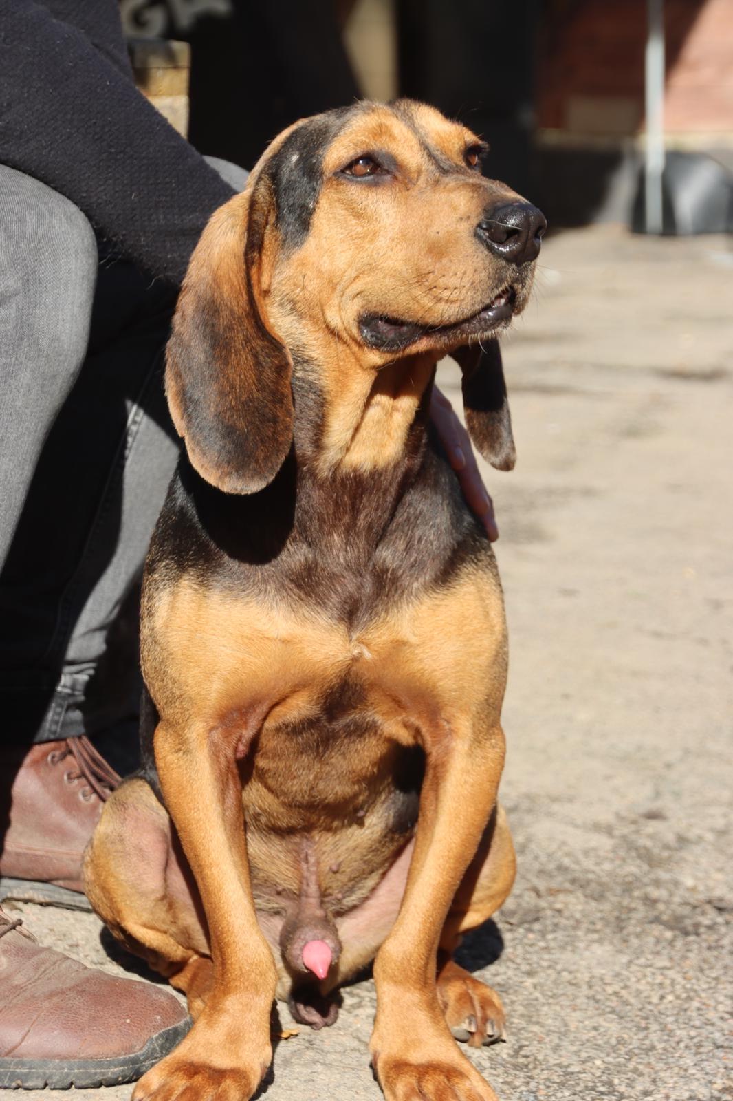Ricco Zorro Dogsavior Feb25 1