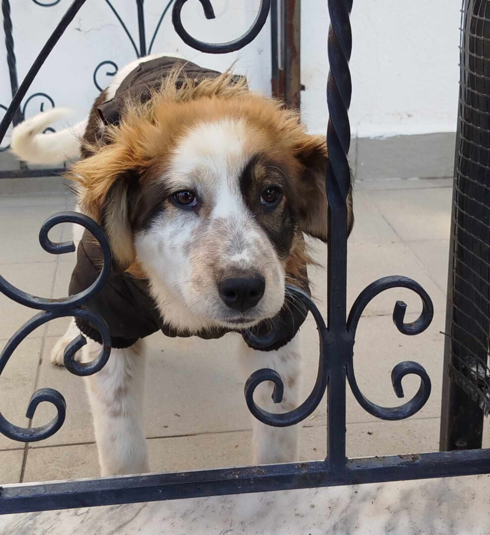 Sama Zorro Dogsavior Feb25 1