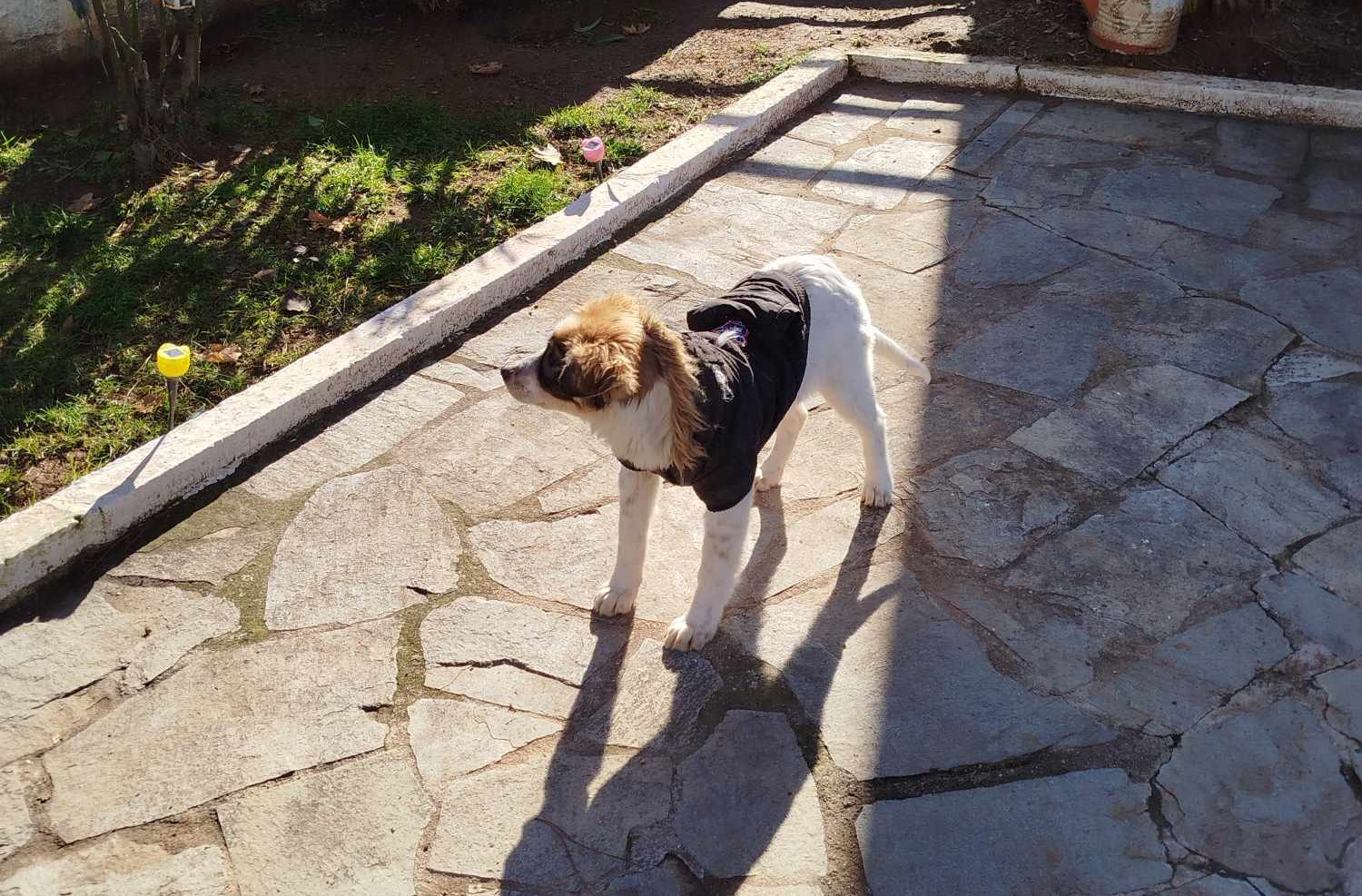 Sama Zorro Dogsavior Feb25 2