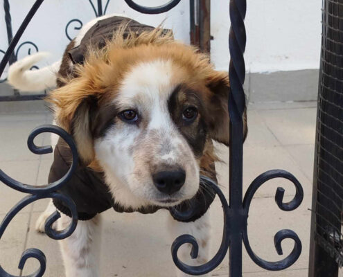 Sama Zorro Dogsavior Feb25 Beitragsbild