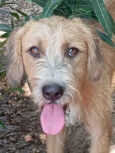 Sid Zorro Dogsavior Dez24 1