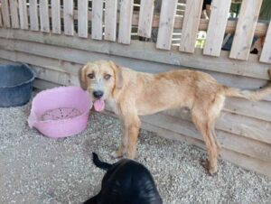 Sid Zorro Dogsavior Dez24 6